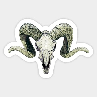 Bighorn Skull Sticker